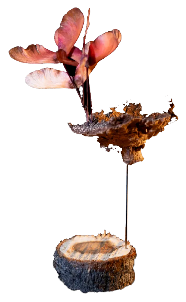 Flower fragiles piece #2