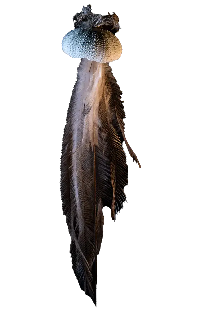 fragiles etoile de plumes