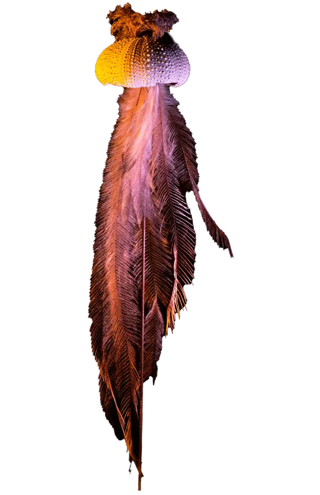 Etoile de plumes fragiles piece #3