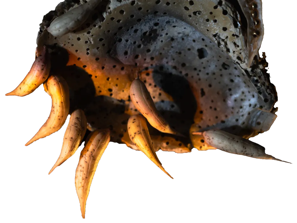 Untitled shell fragiles piece #2