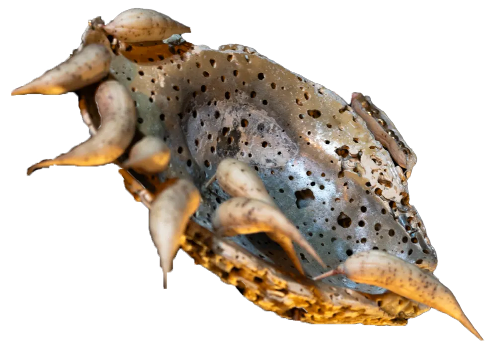 orange waterfall fragiles