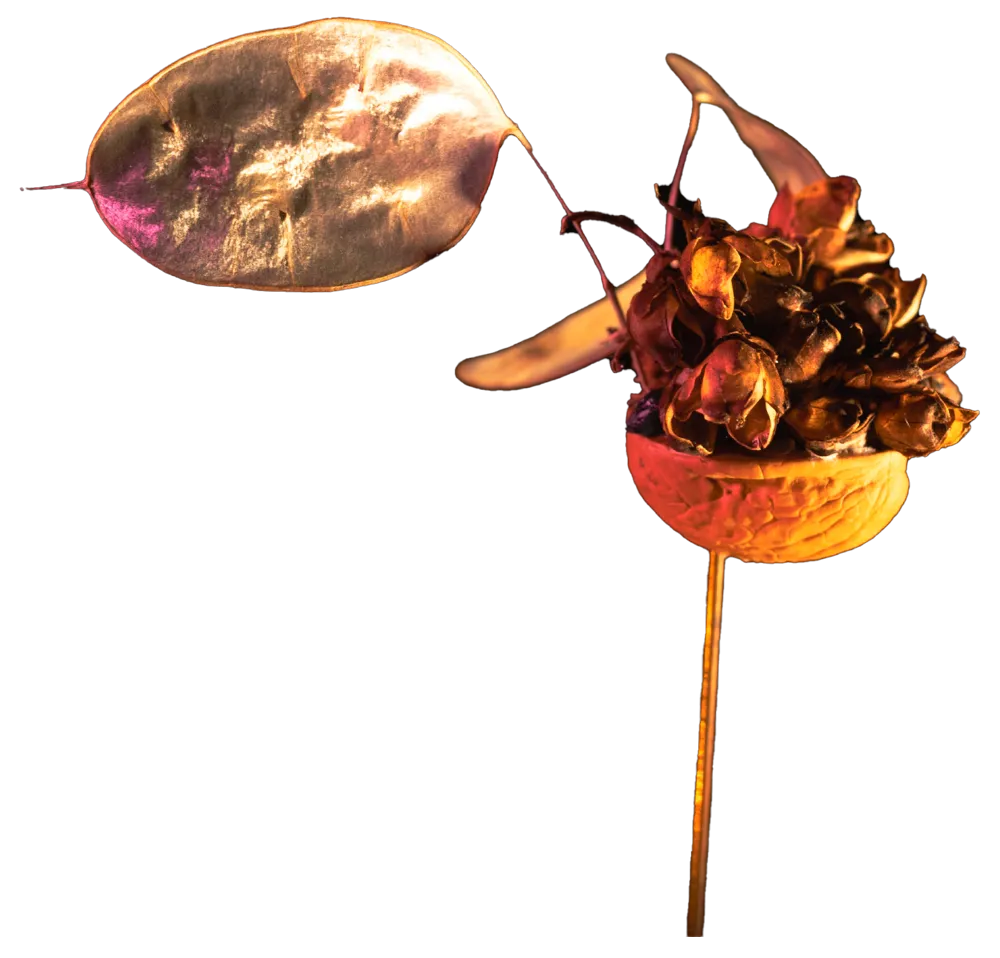 Argos Navis fragiles piece #1